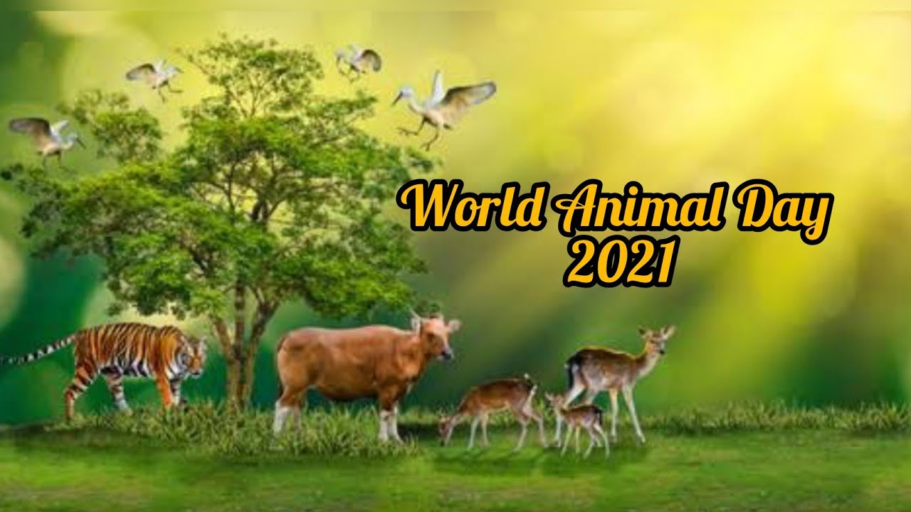 world animal day essay