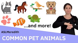 PET vocab by ASLMeredith 22,070 views 2 years ago 9 minutes, 55 seconds