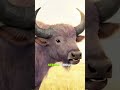 kerbau #buffalo #animals #animalshorts #vidioshort #shortsyoutube #shortvideoviral #faktamenarik