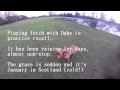 Disobedient dog? Disobedient dog?