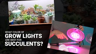 Get the best type of grow lights for succulents  they're cheaper and easier than you think