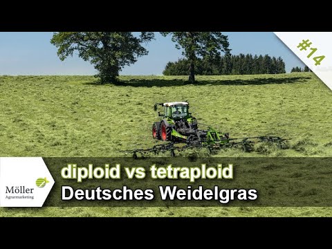 Video: Was ist tetraploides Weidelgras?