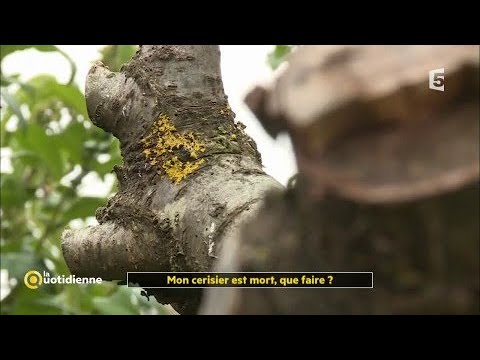 Vídeo: La felicitat de la mare: hi hauria hagut nens a l’escola: dibuixos animats sobre el començament del nou curs escolar