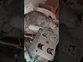 定位置に飛び乗ったらハムがいた時のマロちゃんの反応 #shorts
