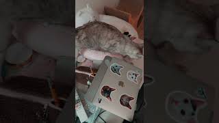 定位置に飛び乗ったらハムがいた時のマロちゃんの反応 #shorts