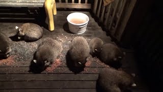 Wednesday 3Am Feeding Of Little Babies