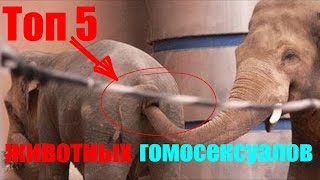 ТОП 5 ЖИВОТНЫХ ГОМОСЕКСУАЛОВ ТОП 5 ЖИВОТНЫХ ГОМОСЕКСУАЛОВ