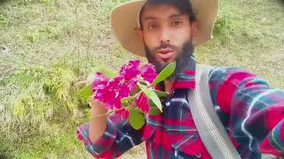 10-Benifits Of Rhododendron Best Medicinal Plant Ever - औषधय पध
