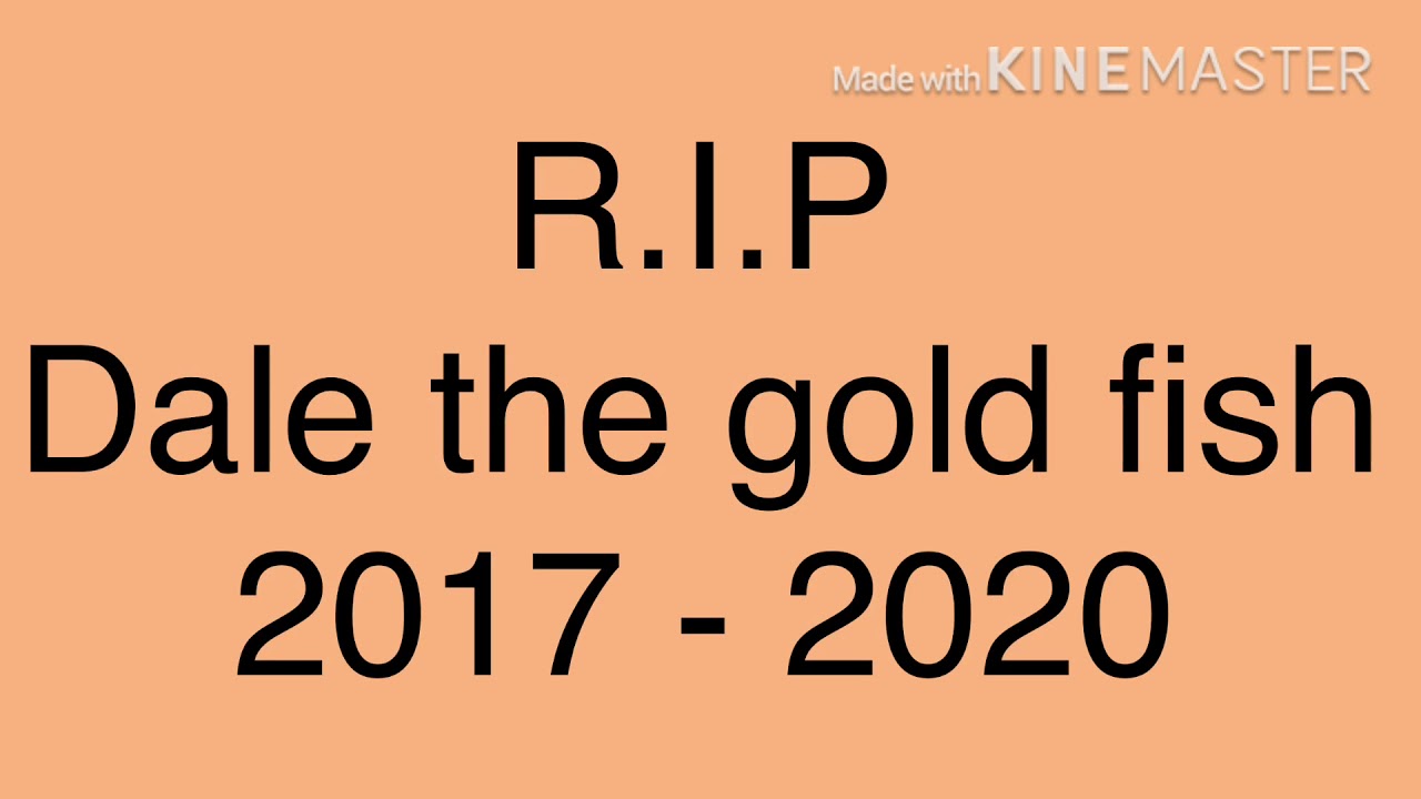 RIP MY FISH - YouTube