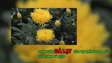 ĐÀ LẠT vào mùa HOA CÚC tết Canh Tý 2020