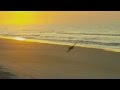 sunset on beach with coastal birds