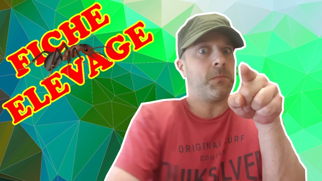 FICHE ELEVAGE - CREMATOGASTER SCUTELLARIS