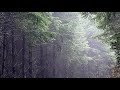 Peace Out: Exploring the Trails of Port Ludlow