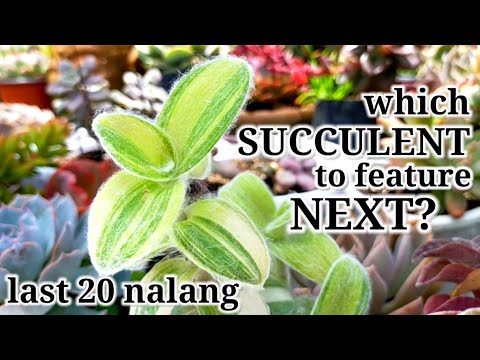 Video: Ang Pinaka Hindi Mapagpanggap Na Mga Uri Ng Succulents