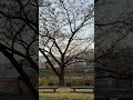2026/03/16 早上七點多的鏡川綠地公園、旭、高知