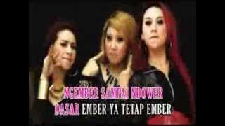 EMBER ~ 3 KUCING