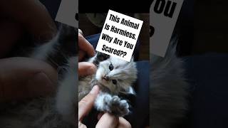 Why You Fear Harmless Creatures (It’s Not What You Think) 🤯