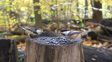 Birds and Squirrels of the Forest - 10 Hour Video for Pets - Oct 26, 2022