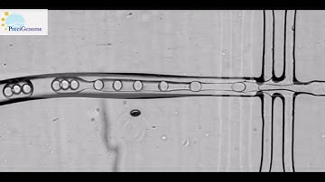 Double emulsion, water oil water triple droplets in one by PreciGenome droplet generation system