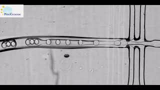 Double emulsion, water oil water triple droplets in one by PreciGenome droplet generation system