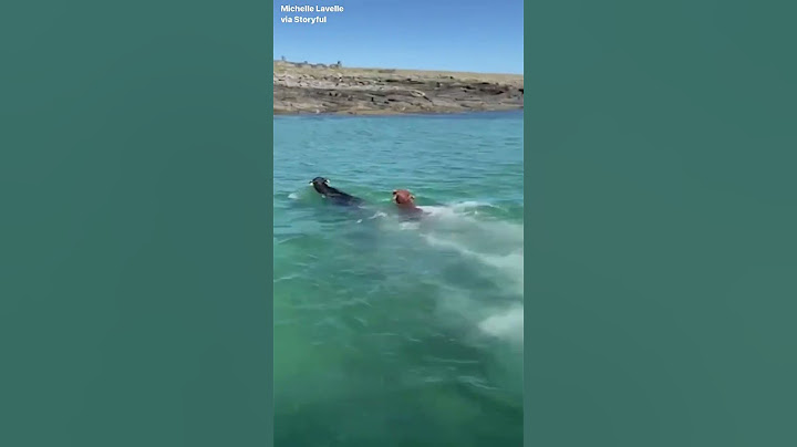 Cows Leap Off Boat and Swim to Irish Island for Grazing