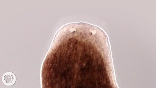 Want a Whole New Body Ask This Flatworm How | Deep Look