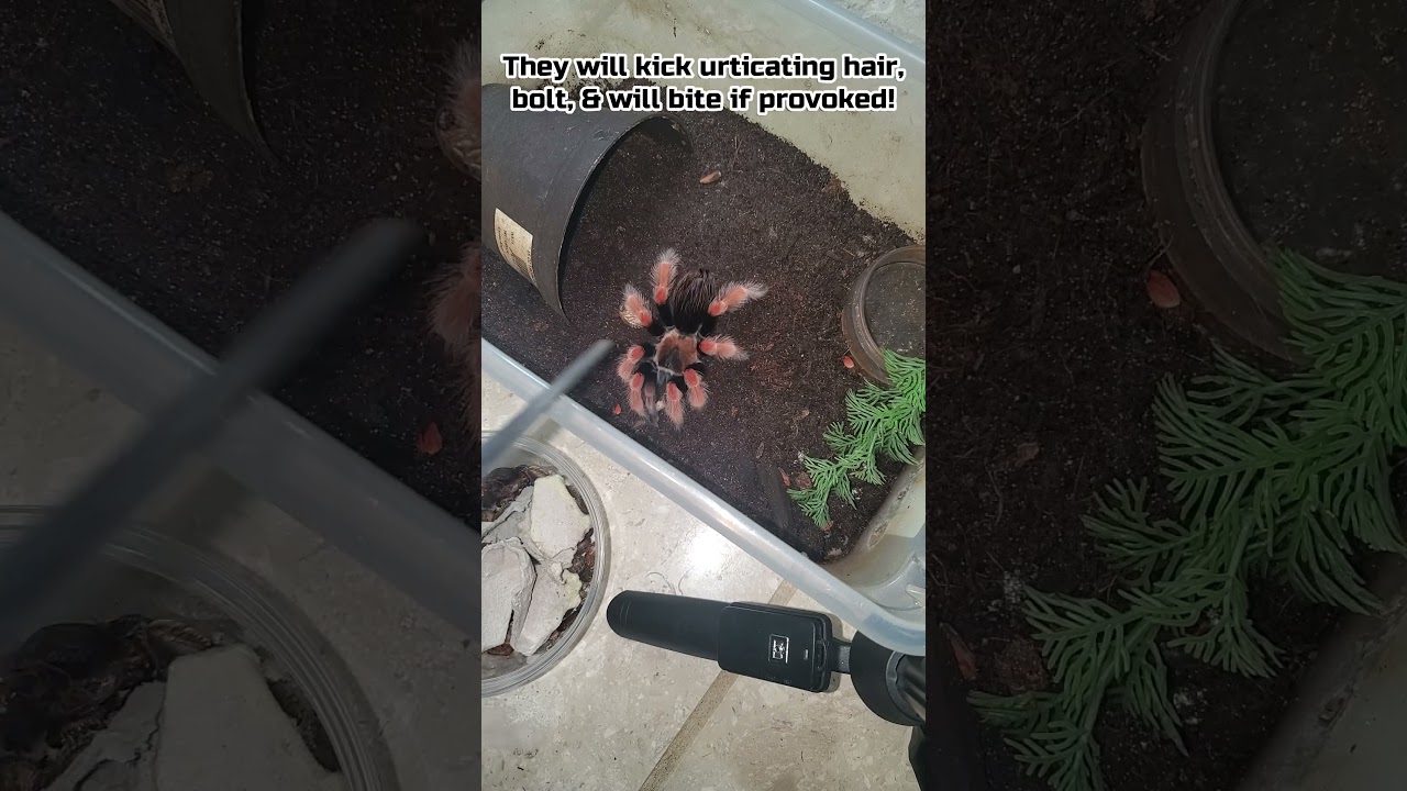 Mexican Fireleg Tarantula (Brachypelma Boehmei) Stands on Roach 
