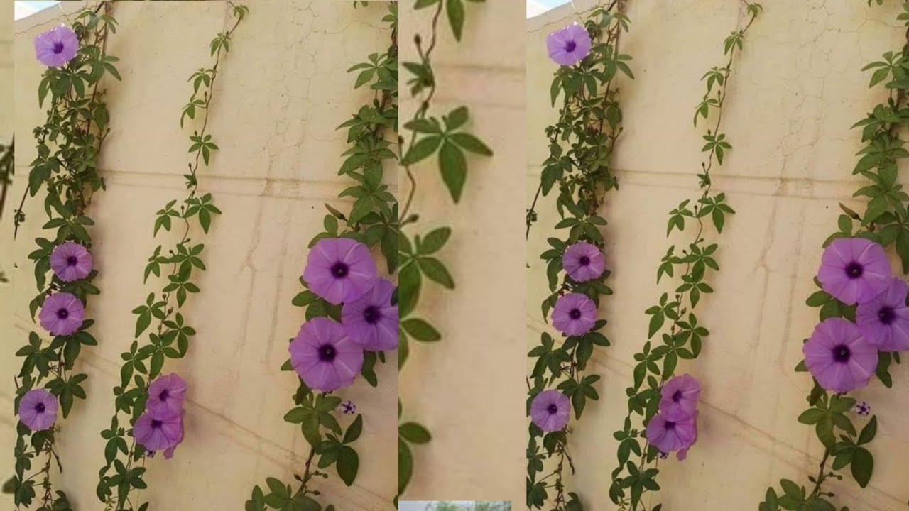 أفضل خمسة نباتات متسلقة دائمة الخضرة و سريعة النمو و مزهرة لتغطية حائط و جدار البيت و سياج الحديقة