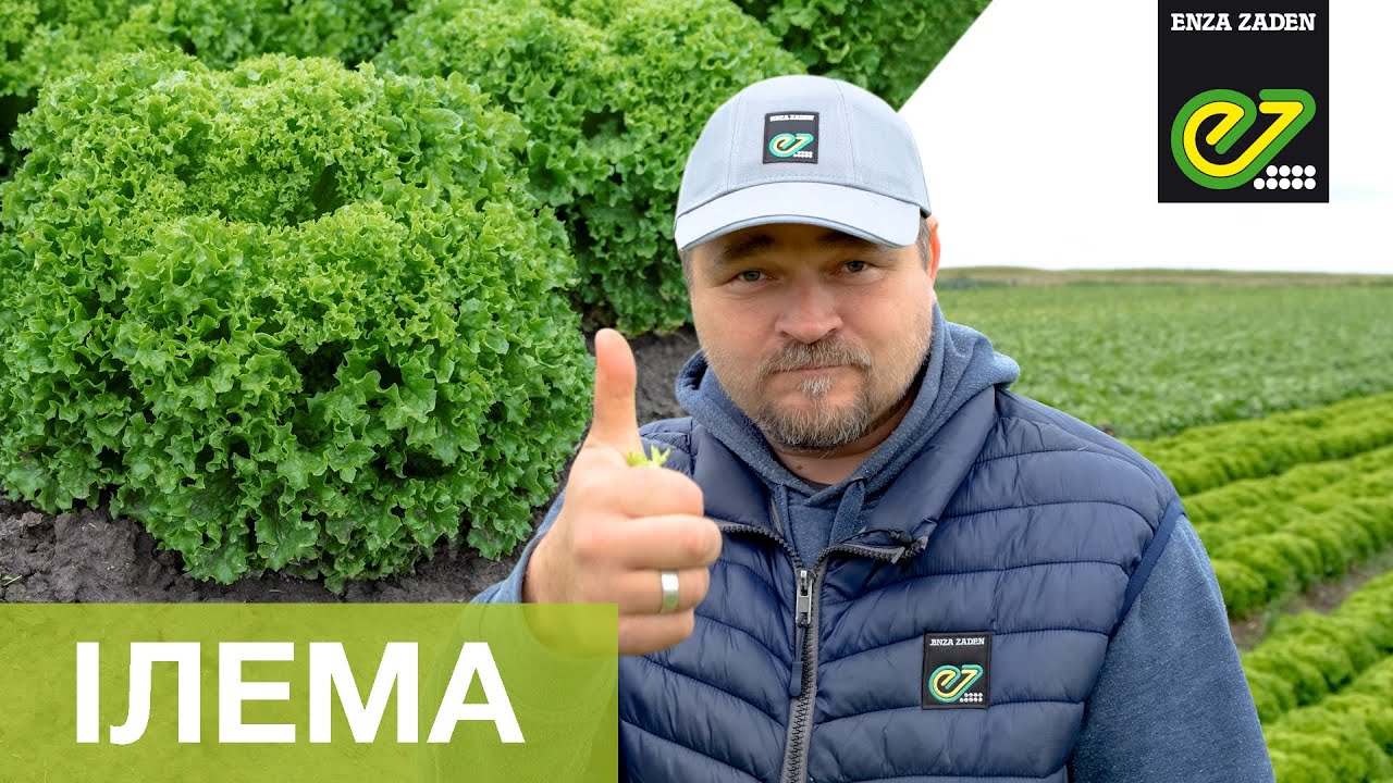 Ілема &ndash; пластичний та стресостійкий сорт салату типу Лолло Біонда