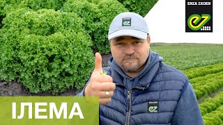 Ілема &ndash; пластичний та стресостійкий сорт салату типу Лолло Біонда