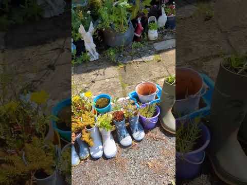 The Mystery Of The Wellington Boots Garden Gardening Funny