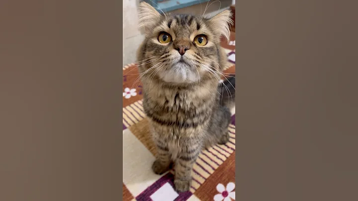 Video 11792711: cat animals facts, animals mainly cats