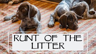 You Asked We Answered  The Runt Of The Litter  Episode 36: Part 3