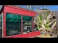 Greenhouse update  growing perennials  garden vlog