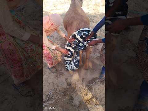 كانت هناك فتاتان خلف هذا الجمل كانتا ت جه زان خزان الماء وفجأة نهضتا