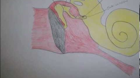 Sound Transduction of the Ear Modeling Project