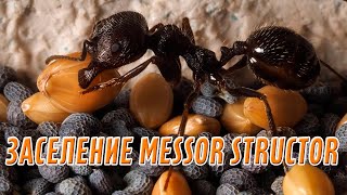 ЗАСЕЛЕНИЕ MESSOR STRUCTOR В ФОРМИКАРИЙ