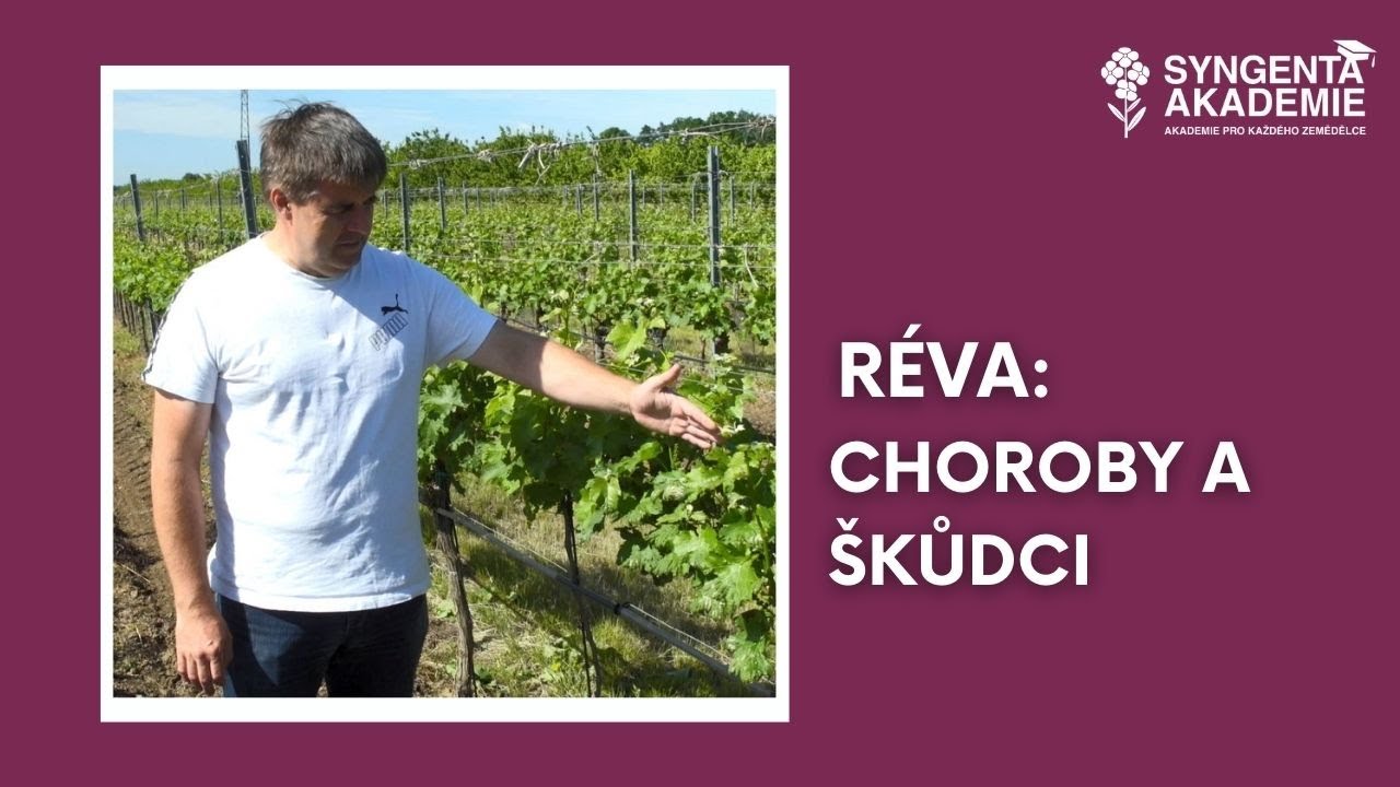 Akademie Syngenta réva 5.díl - Choroby a škůdci révy | Syngenta Česká republika