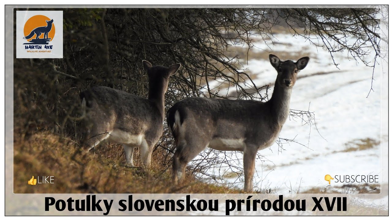 Potulky slovenskou prírodou XVII - Zima na Kysuciach / Winter in Kysuce region (Slovakia)