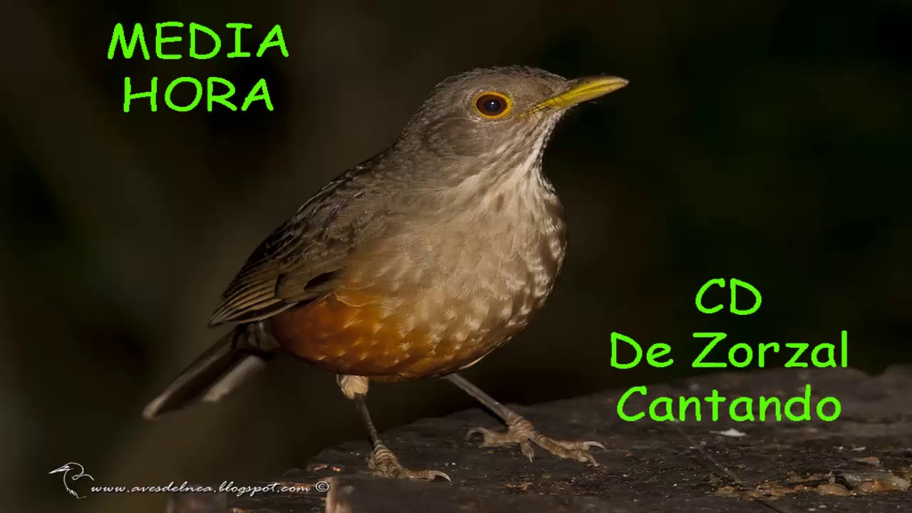 CD De Zorzal Cantando YouTube