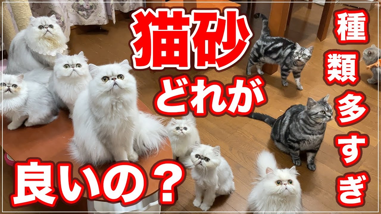 【猫砂】種類が多くて結局どれを選べばイイの？【猫のトイレ】