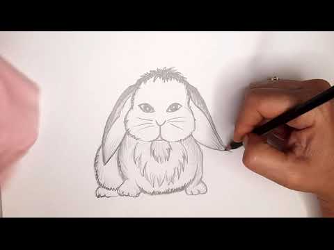 וִידֵאוֹ: איך לצייר ארנבת עם עיפרון