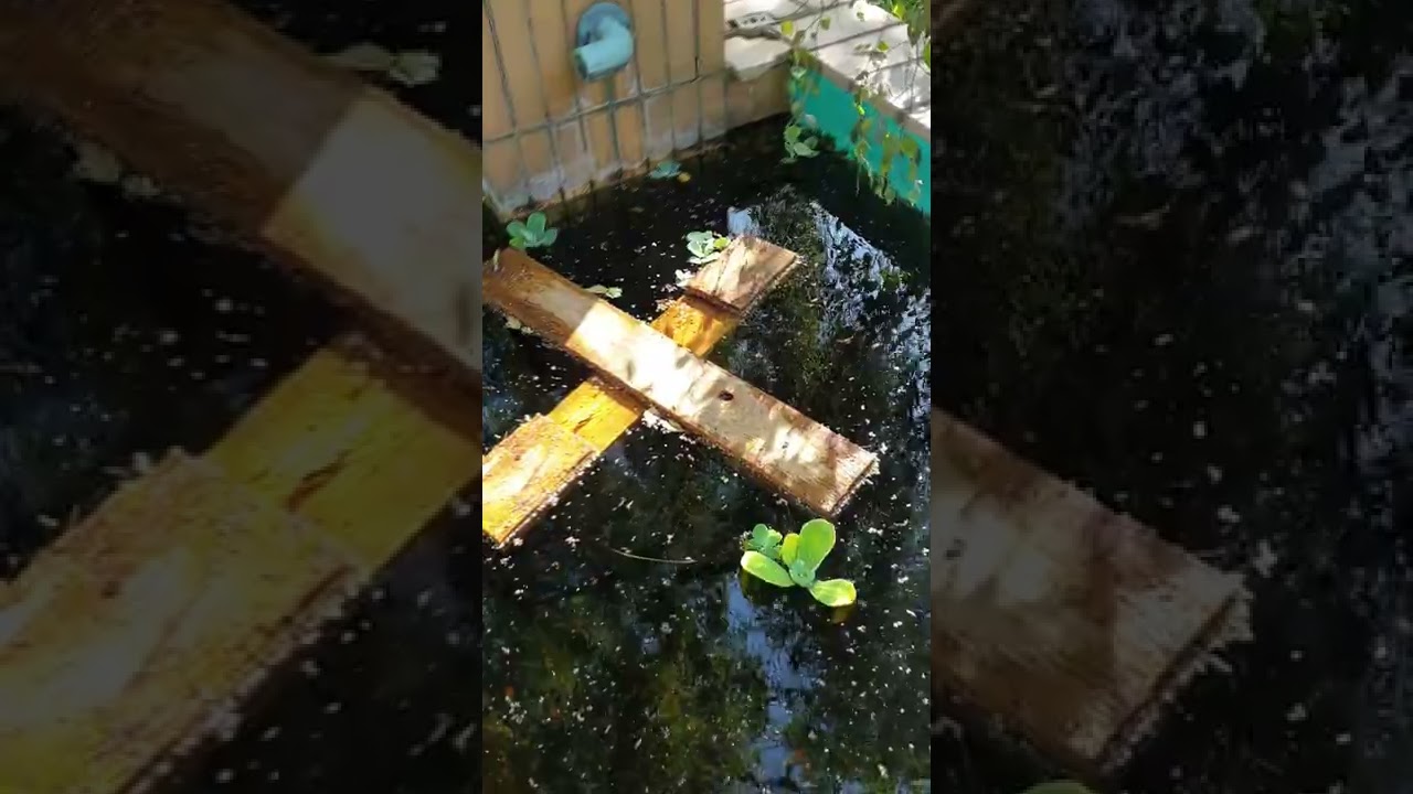 Muschelblume Hamburg