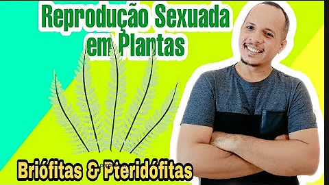 Qual a importância dos esporos para o ciclo reprodutivo das samambaias?