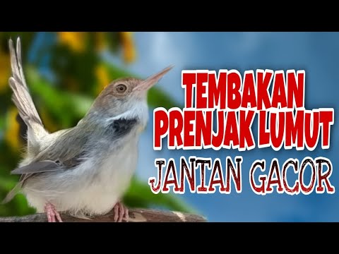 PRENJAK LUMUT TARUNG. SUARA PRENJAK LUMUT TARUNG