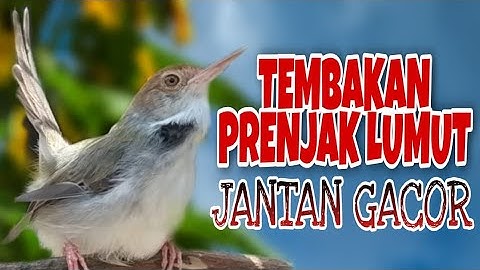 Tembakan Prenjak Lumut Jantan GACOR