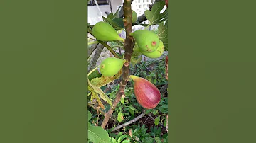 First Figs Of 2025 Season In My South Florida Garden 