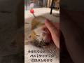 リラックスモードの うみ ベストショット集 #元保護猫 #子猫 #ねこ #愛猫