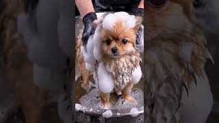 Satisfying ASMR Pet Grooming: Mud Monster to Fluffy Cloud! ☁️