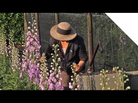 Video: Noble Delphiniums. Growing